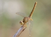 J19_9223 Crocothemis servilia female